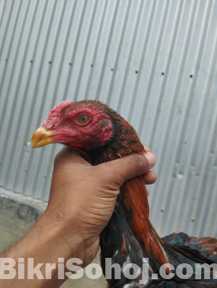 আসিল ফাইটার